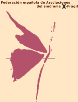 logo x fragil